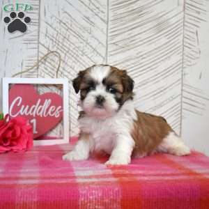 Oliver, Shih Tzu Puppy